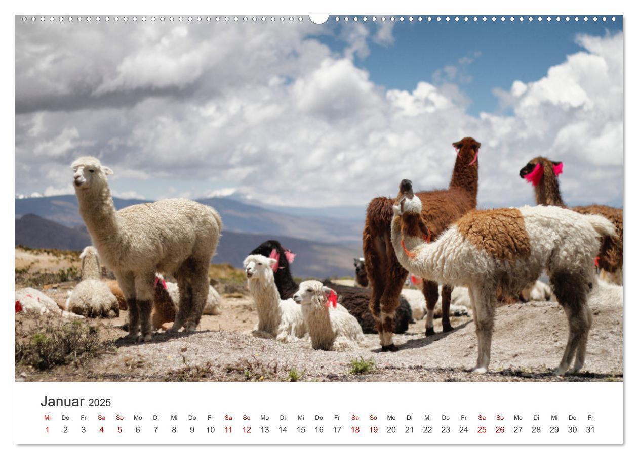 Bild: 9783435003068 | Lamas und Alpakas - Die weichen Neuweltkamele. (Wandkalender 2025...