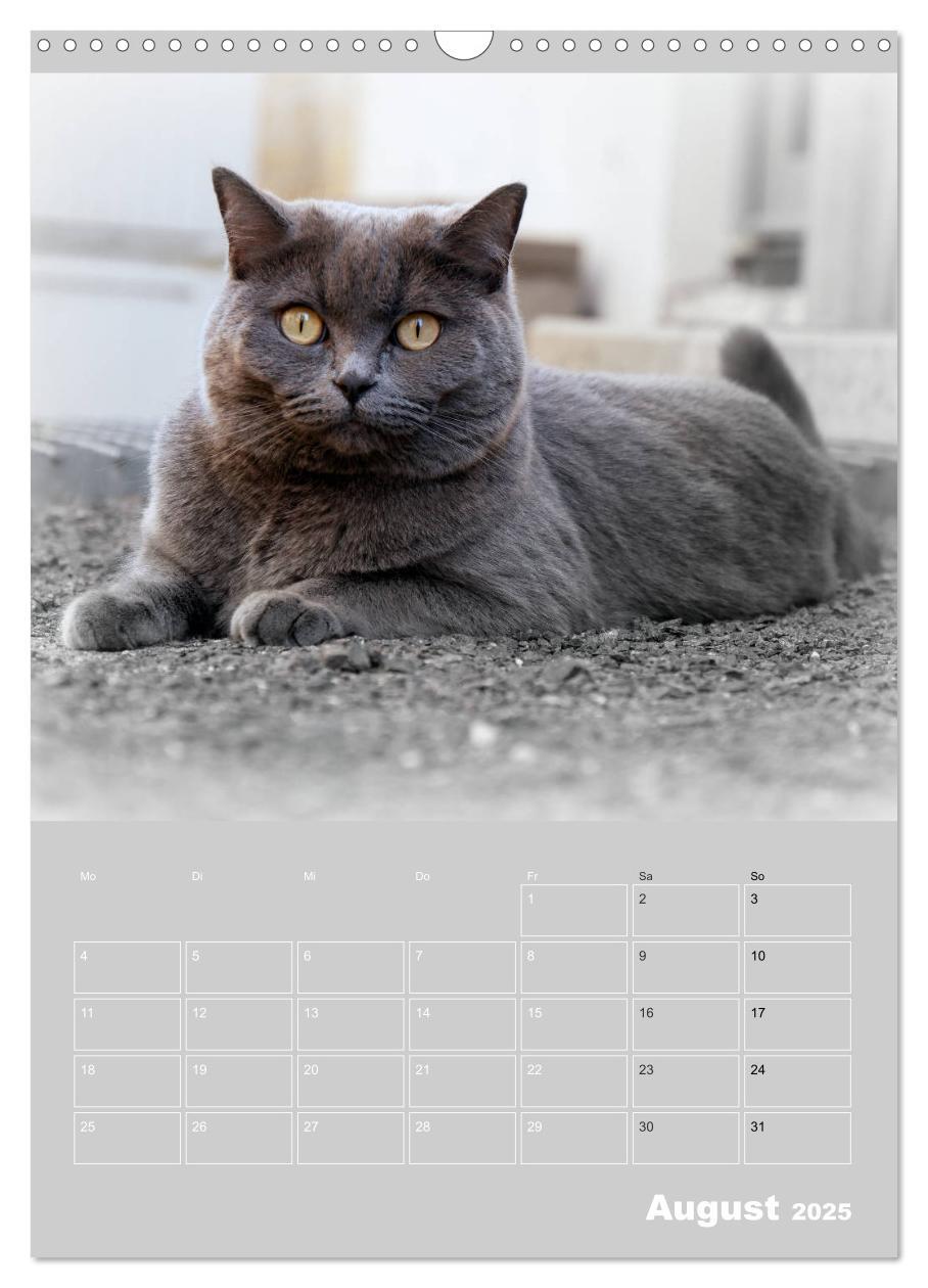 Bild: 9783435992072 | Graue Engel - Britischkurzhaar-Katzen (Wandkalender 2025 DIN A3...