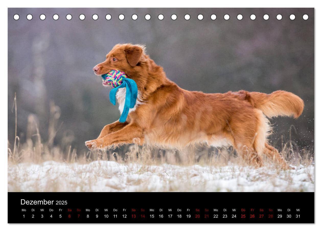 Bild: 9783435383771 | Toller - Nova Scotia Duck Tolling Retriever (Tischkalender 2025 DIN...