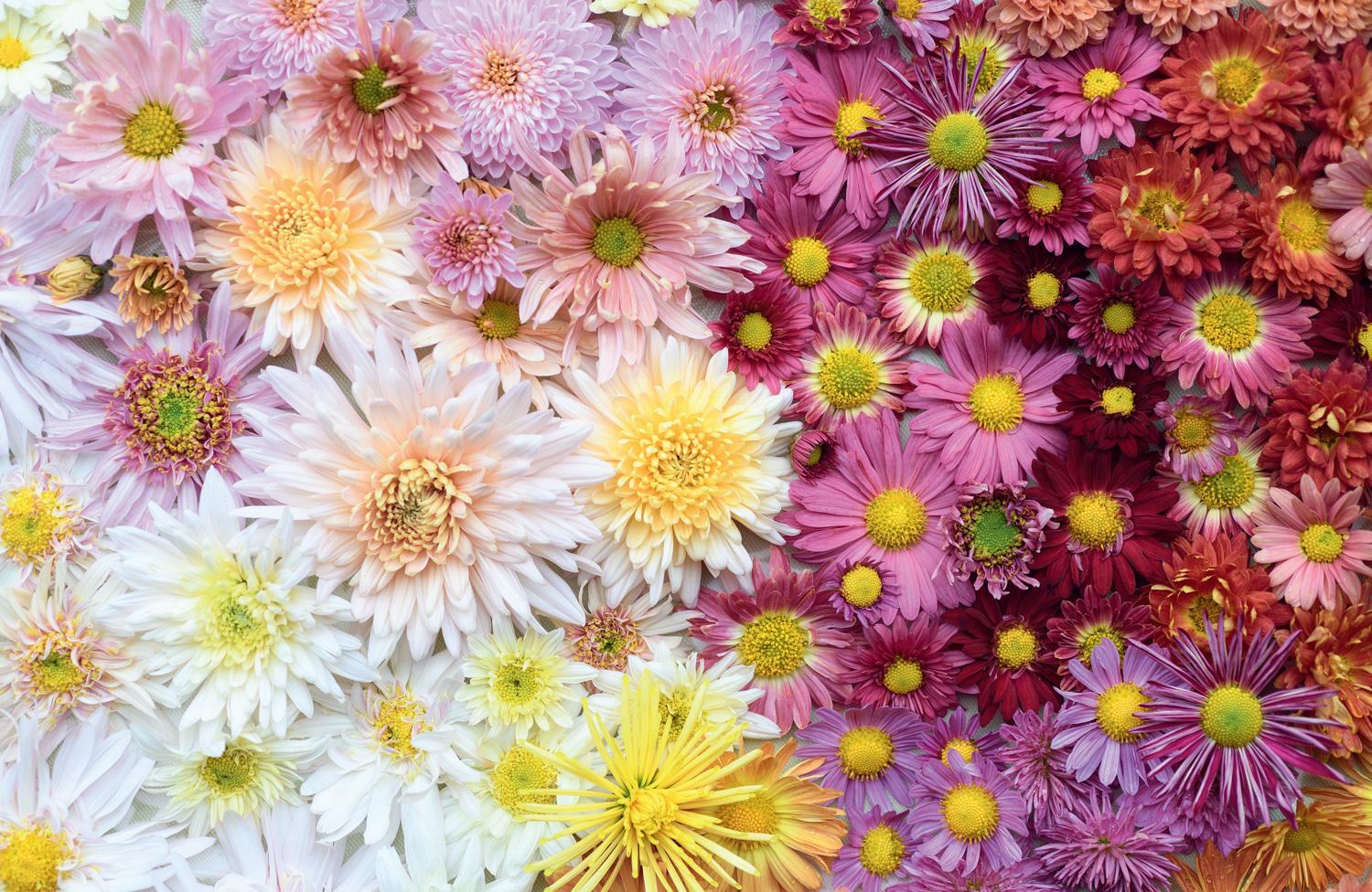 Bild: 9780008662738 | Chrysanthemums | Beautiful Varieties for Home and Garden | Buch | 2024