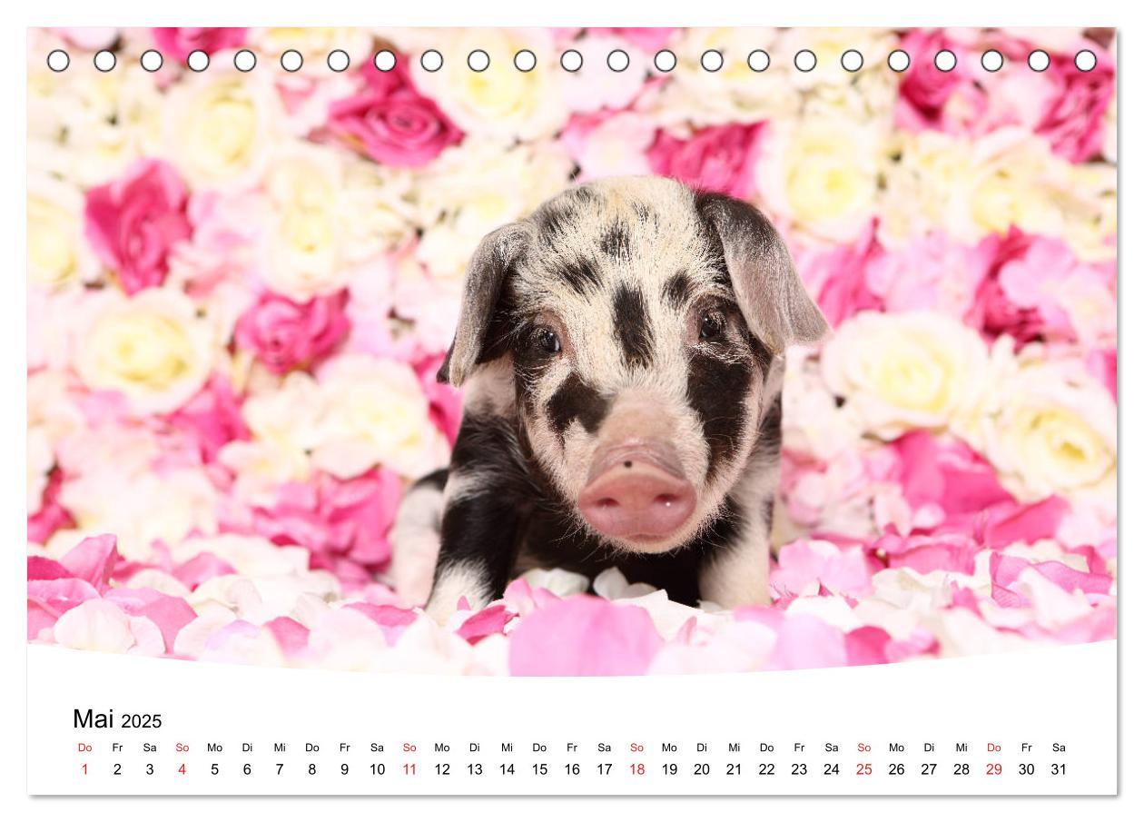 Bild: 9783435332663 | Niedliche Ferkel lovely piglets 2025 (Tischkalender 2025 DIN A5...