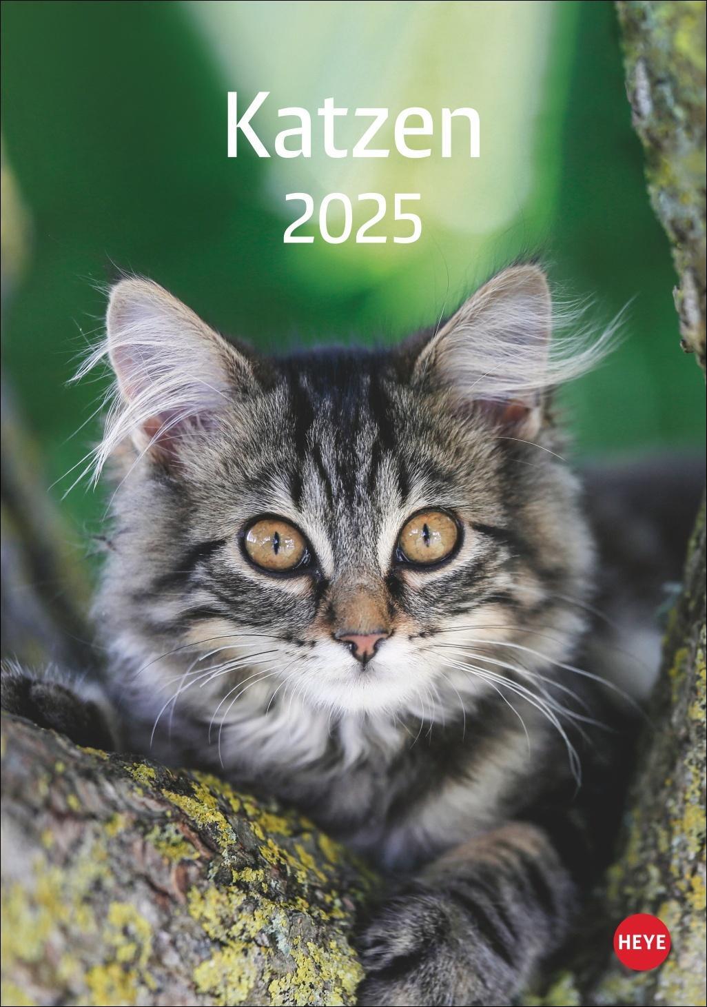 Cover: 9783756405589 | Katzen Kalender 2025 | Heye | Kalender | Spiralbindung | 13 S. | 2025