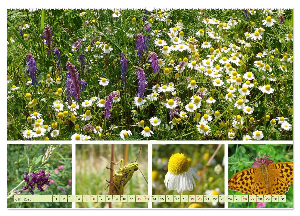 Bild: 9783435221189 | Blütenmeer am Wegesrand (Wandkalender 2025 DIN A2 quer), CALVENDO...