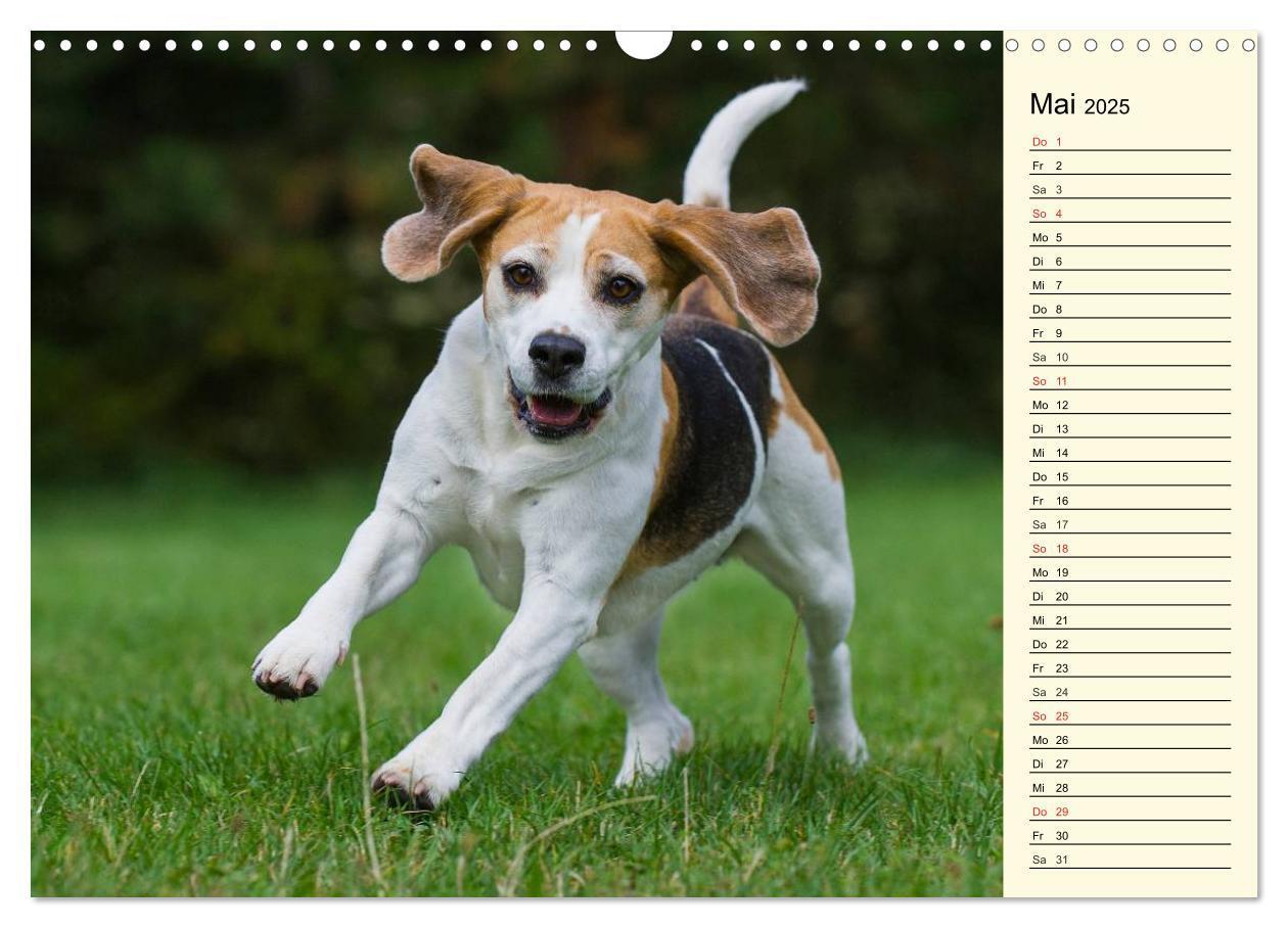 Bild: 9783435541287 | Beagle - Herz auf 4 Pfoten (Wandkalender 2025 DIN A3 quer),...