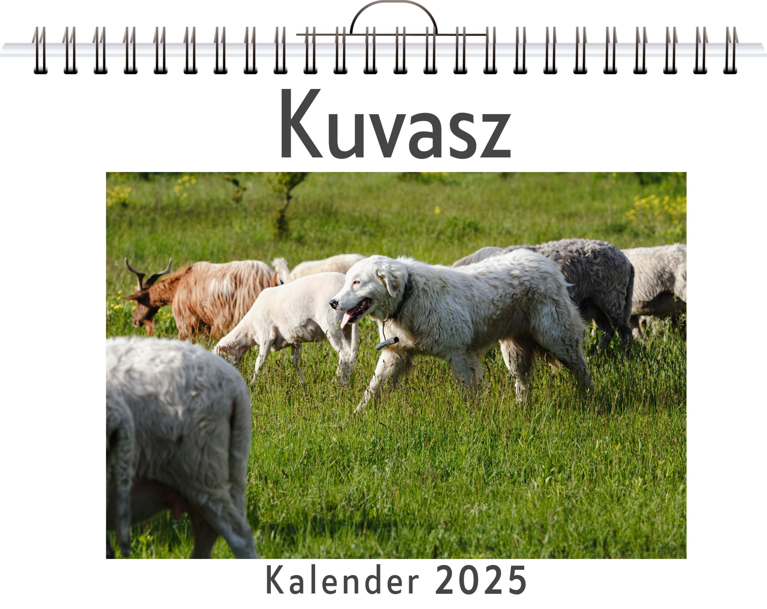 Cover: 9783759132666 | Kuvasz | Sophia Weber | Kalender | Kalender | 14 S. | Deutsch