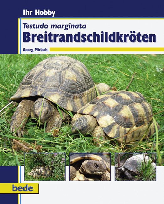 Cover: 9783898601566 | Breitrandschildkröten | Testudo marginata | Georg Mirlach | Buch