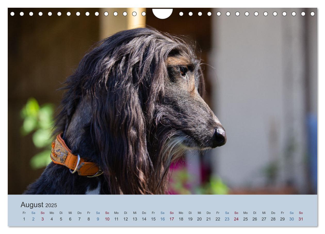 Bild: 9783435413706 | AFGHANISCHE WINDHUNDE 2025 (Wandkalender 2025 DIN A4 quer),...