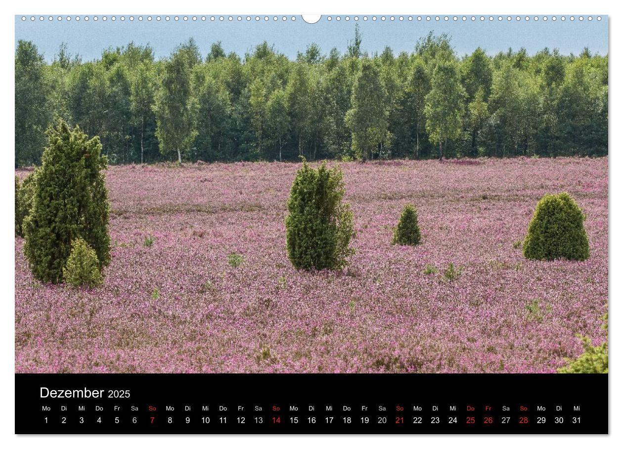 Bild: 9783435775040 | Lüneburger Heide (Wandkalender 2025 DIN A2 quer), CALVENDO...