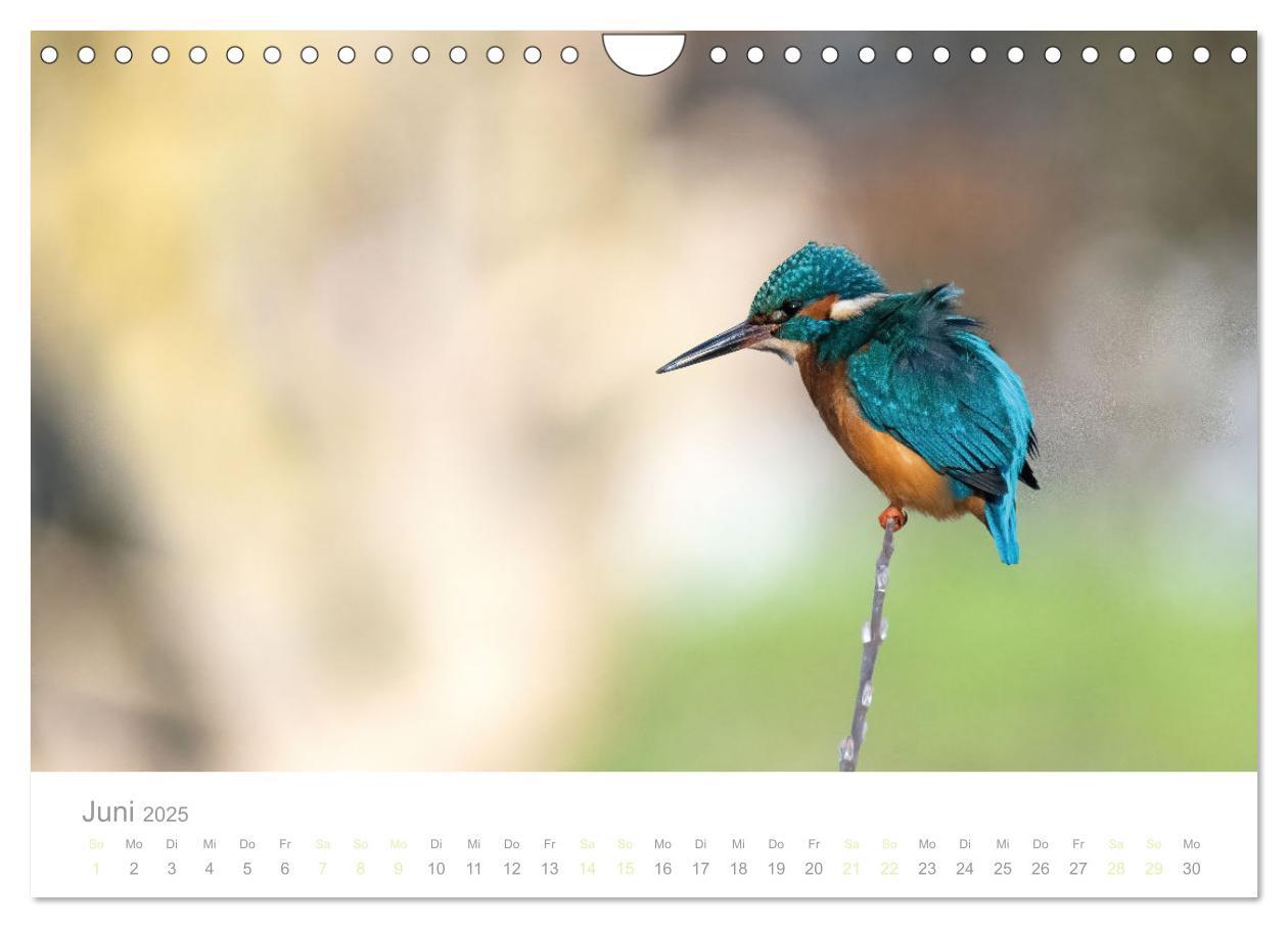 Bild: 9783435010301 | Eisvogel im Porträt (Wandkalender 2025 DIN A4 quer), CALVENDO...