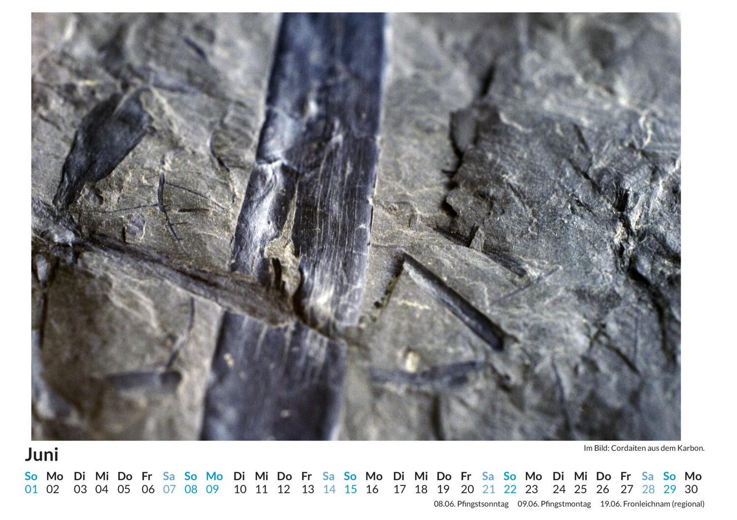 Bild: 9783759122575 | Fossilien - (Wandkalender 2025, Kalender DIN A4 quer,...