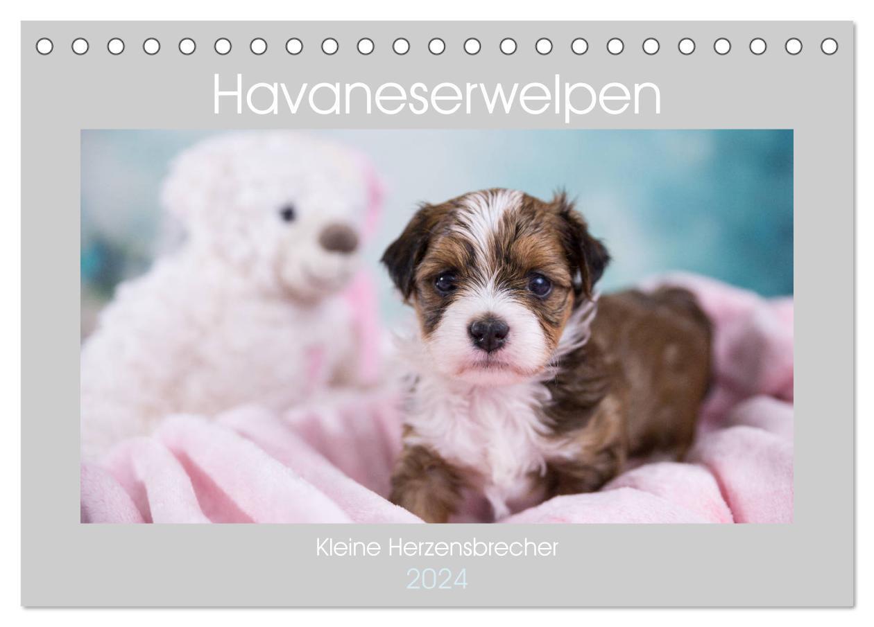 Cover: 9783383129551 | Havaneserwelpen - Kleine Herzensbrecher (Tischkalender 2024 DIN A5...