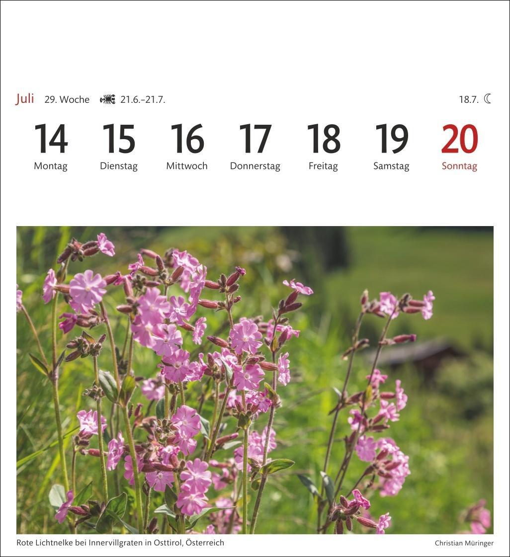 Bild: 9783840033339 | Alpen Sehnsuchtskalender 2025 - Wochenkalender mit 53 Postkarten