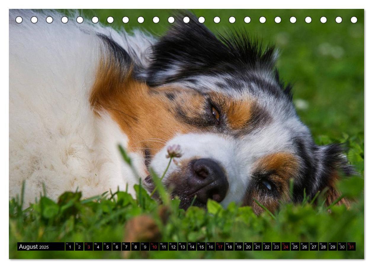 Bild: 9783435570287 | Bekannt wie ein bunter Hund. Australian Shepherd (Tischkalender...