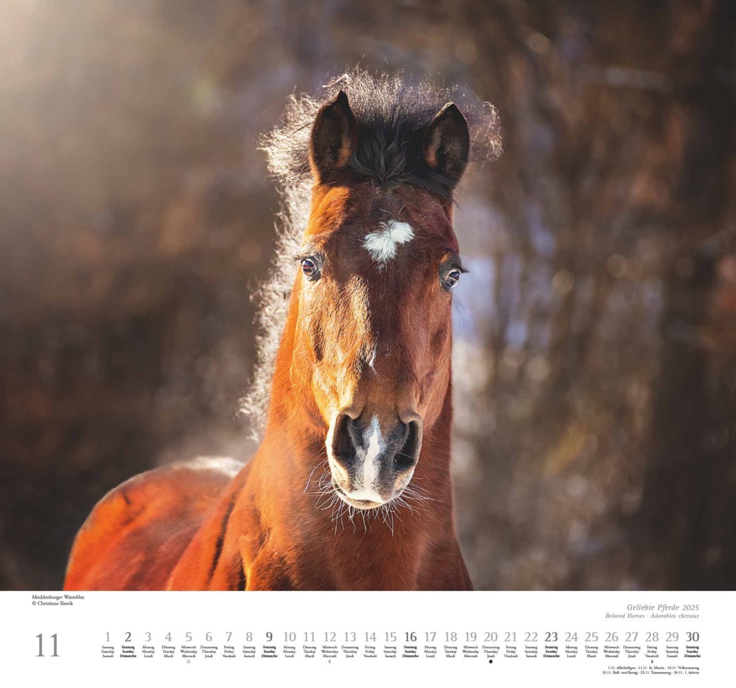 Bild: 4250809653891 | DUMONT - Geliebte Pferde 2025 Wandkalender, 38x35,5cm,...