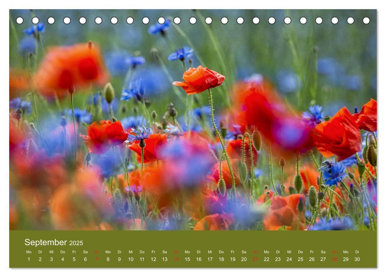 Bild: 9783435121458 | Mohnblumen Romantik (Tischkalender 2025 DIN A5 quer), CALVENDO...