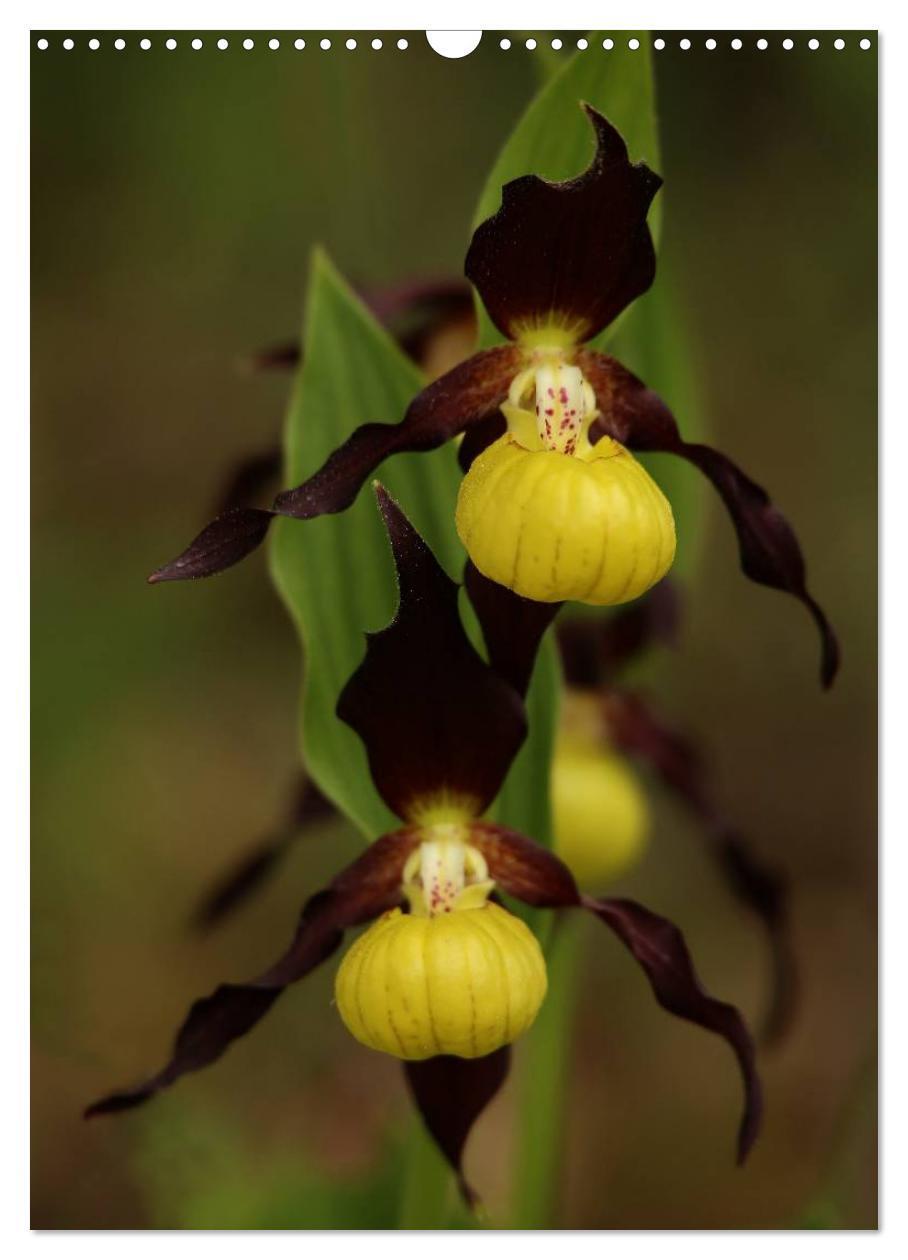 Bild: 9783457006801 | Juwelen der Natur - Ein Orchideensommer (Wandkalender 2025 DIN A3...