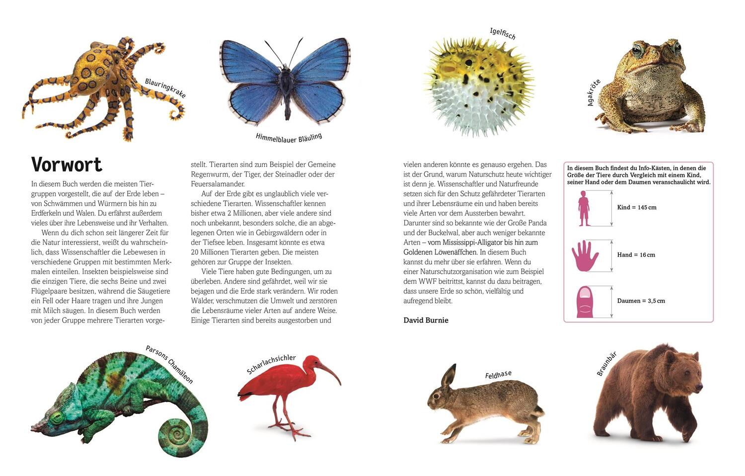 Bild: 9783831026982 | Tiere | Säugetiere, Vögel, Fische, Reptilien und Insekten | Buch