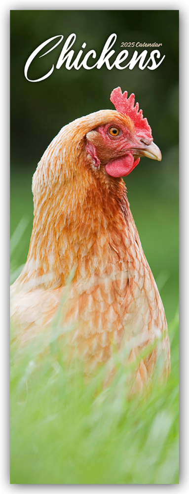 Cover: 9781804605233 | Chickens - Hühner 2025 | Avonside Publishing Ltd | Kalender | 14 S.