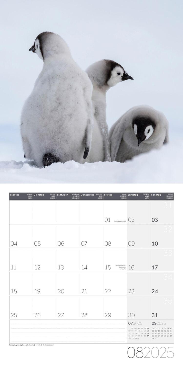 Bild: 9783838445250 | Pinguine Kalender 2025 - 30x30 | Ackermann Kunstverlag | Kalender