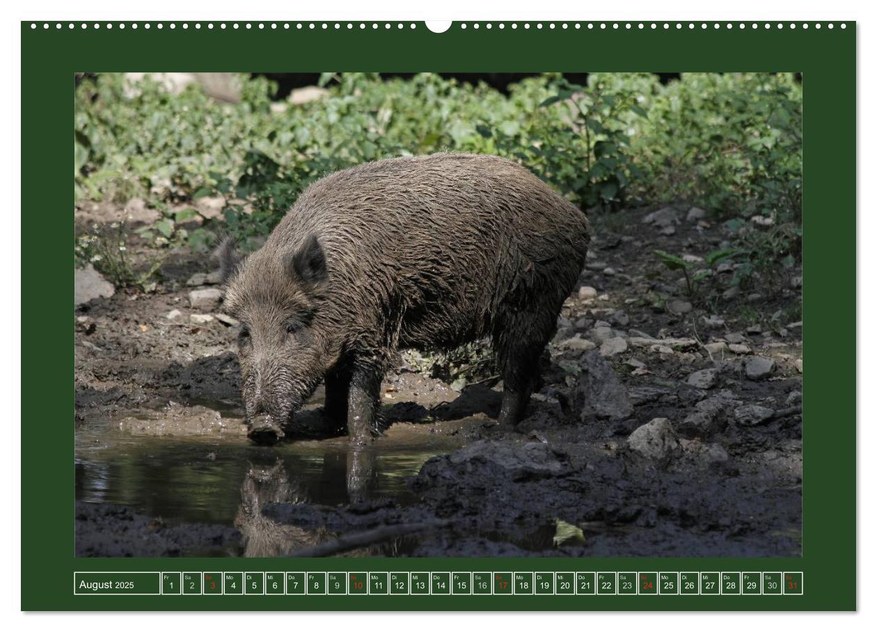 Bild: 9783435776948 | Schweinkram - Die Wildschweine sind los (Wandkalender 2025 DIN A2...