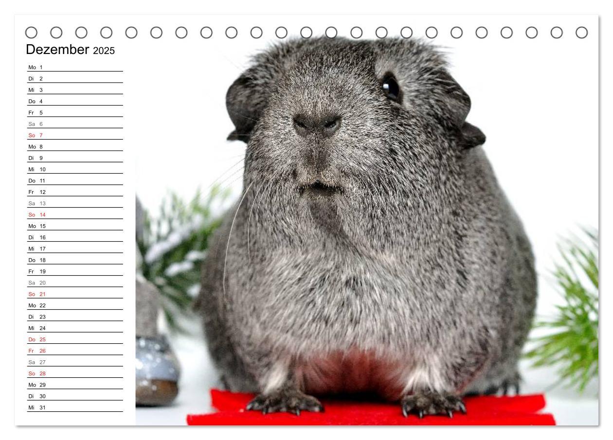 Bild: 9783435718887 | Meerschweinchen Niedliche Herzensbrecher (Tischkalender 2025 DIN A5...