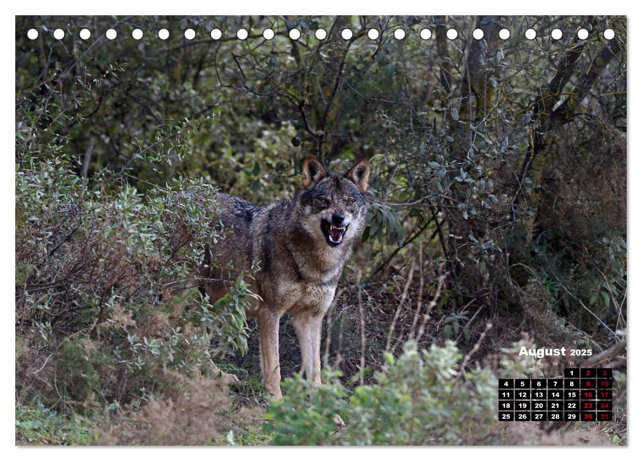 Bild: 9783435195121 | Willkommen Wolf (Tischkalender 2025 DIN A5 quer), CALVENDO...