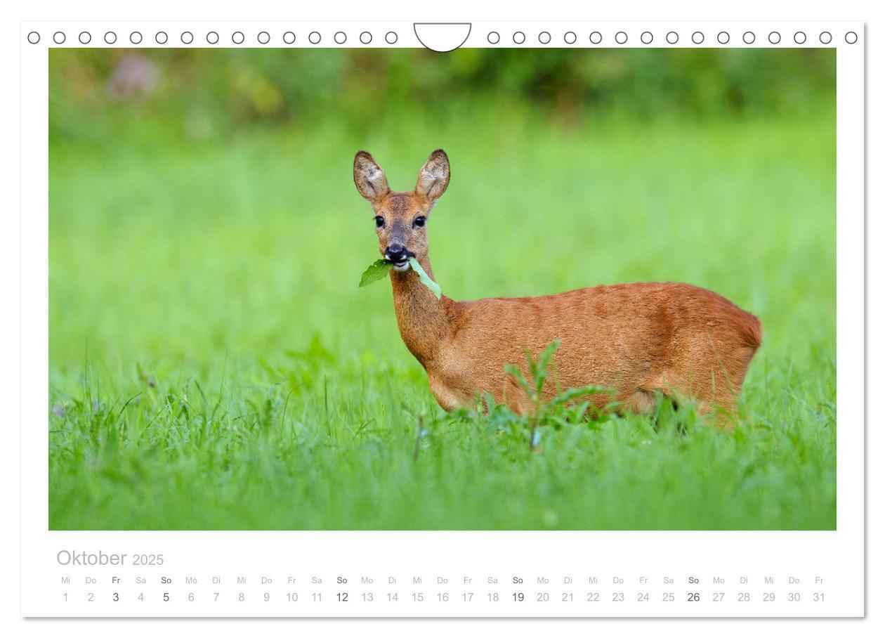 Bild: 9783435111107 | Rehwild 2025 (Wandkalender 2025 DIN A4 quer), CALVENDO Monatskalender