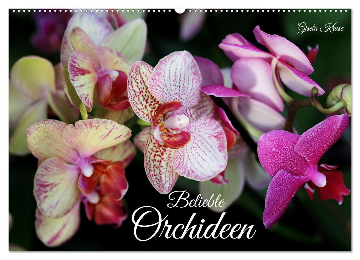 Cover: 9783383765100 | Beliebte Orchideen (Wandkalender 2025 DIN A2 quer), CALVENDO...