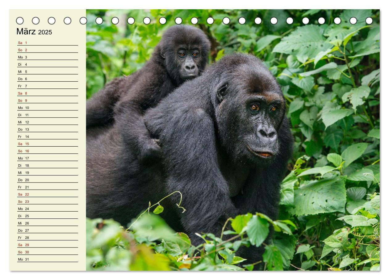 Bild: 9783435118489 | Berggorillas im Herzen Afrikas (Tischkalender 2025 DIN A5 quer),...