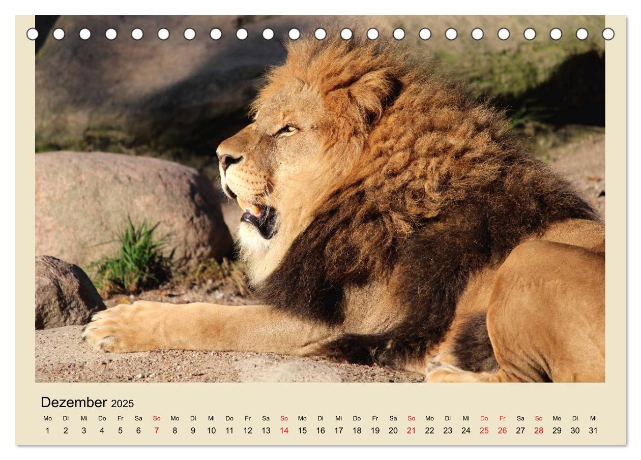 Bild: 9783435756759 | Löwen im Tierpark Hagenbeck (Tischkalender 2025 DIN A5 quer),...