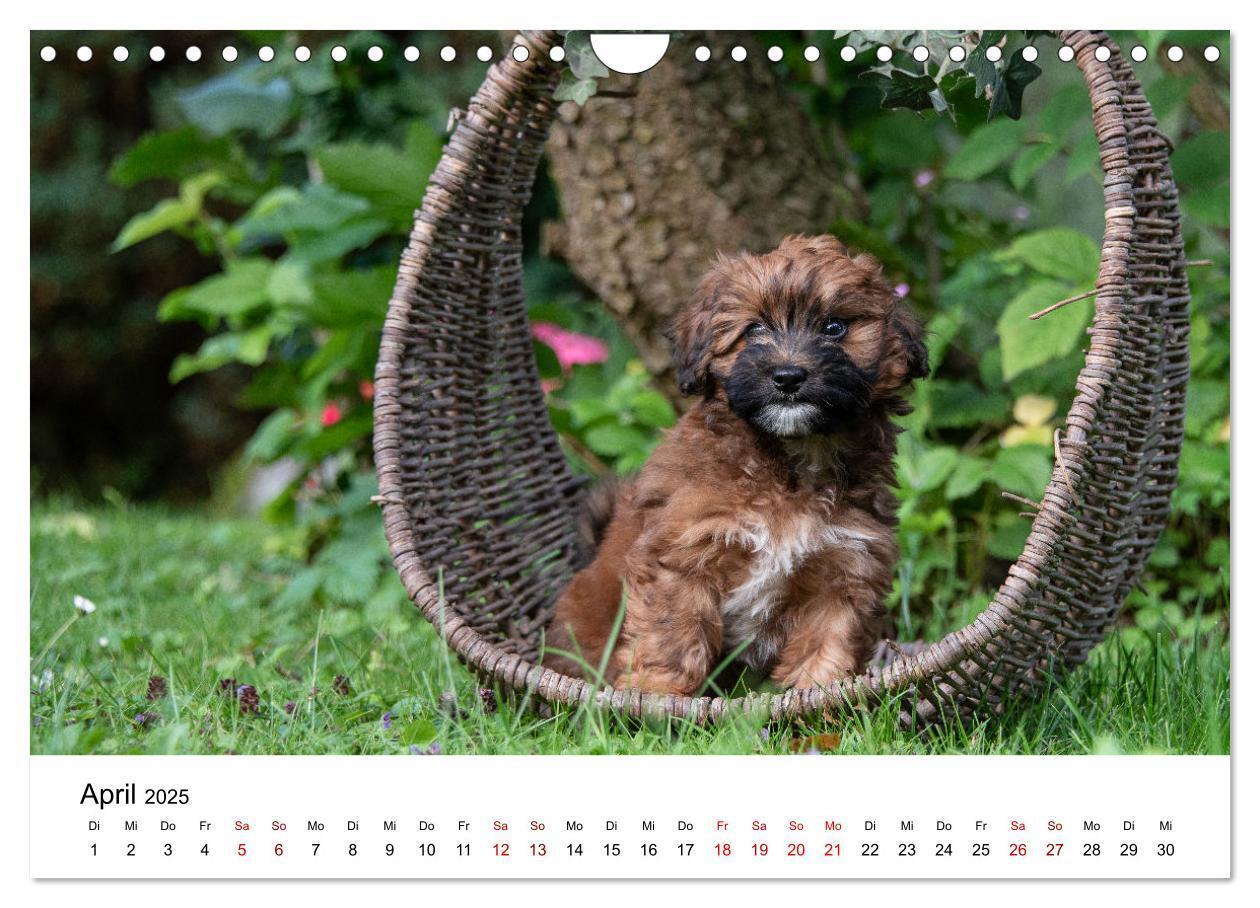 Bild: 9783435038350 | Maltipoo Welpen (Wandkalender 2025 DIN A4 quer), CALVENDO...