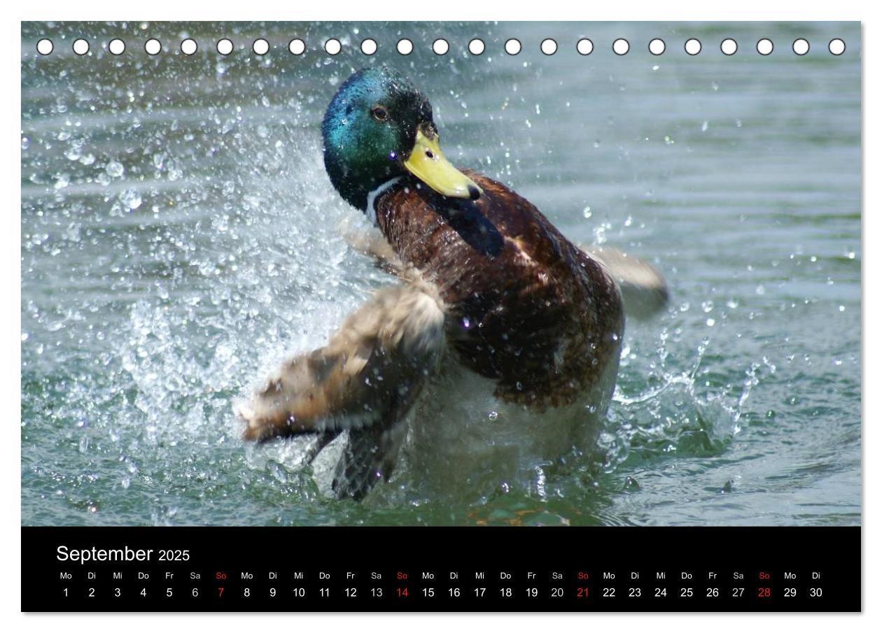 Bild: 9783435833610 | Das Leben der Enten (Tischkalender 2025 DIN A5 quer), CALVENDO...