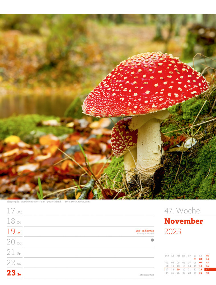 Bild: 9783838425979 | Unser Wald - Wochenplaner Kalender 2025 | Ackermann Kunstverlag | 2025