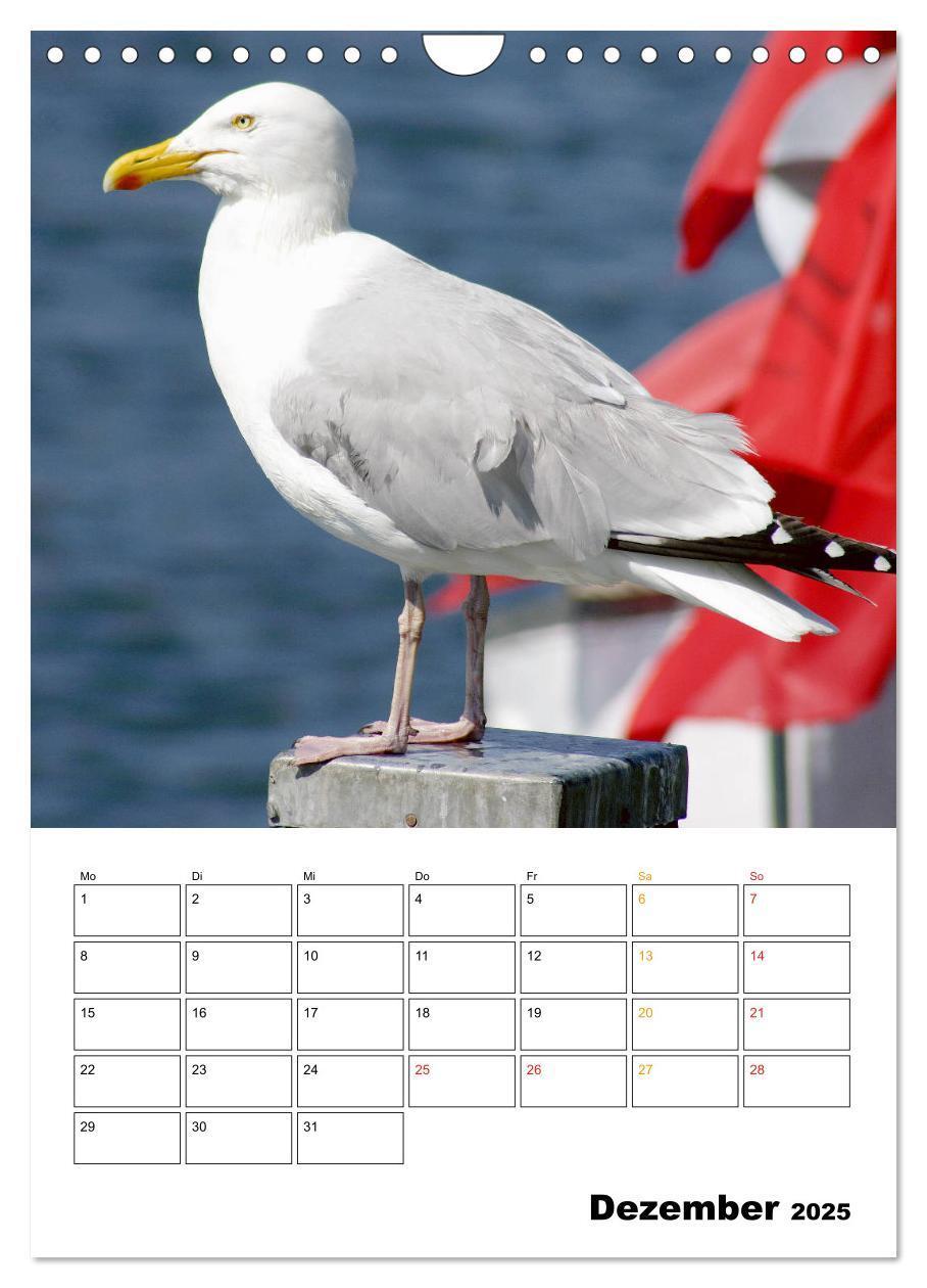 Bild: 9783435976621 | Vielseitiges Büsum (Wandkalender 2025 DIN A4 hoch), CALVENDO...