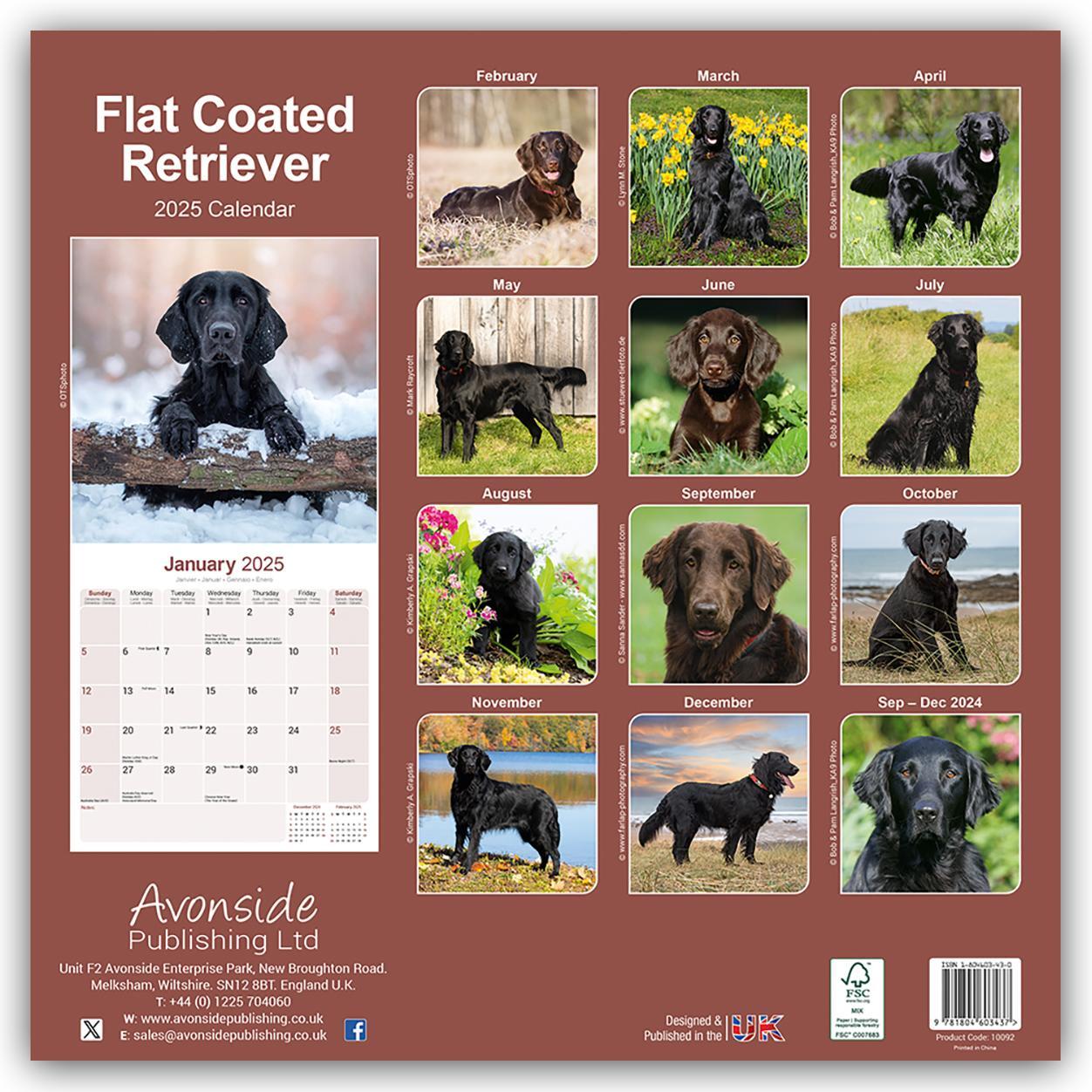 Rückseite: 9781804603437 | Flat-Coated Retriever 2025 - 16-Monatskalender | Ltd. | Kalender