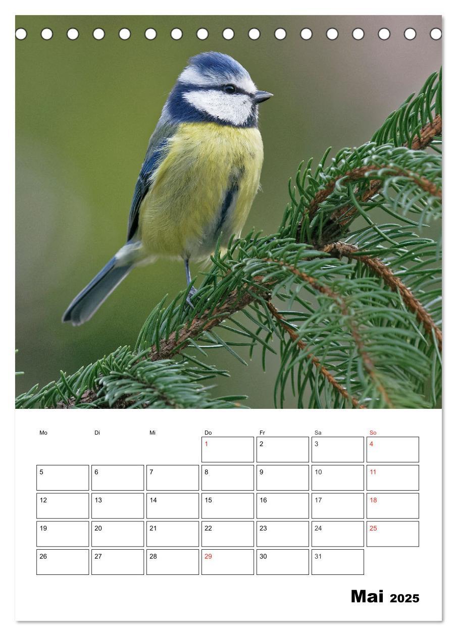 Bild: 9783457007334 | Bezaubernde Vögel im heimischen Garten (Tischkalender 2025 DIN A5...