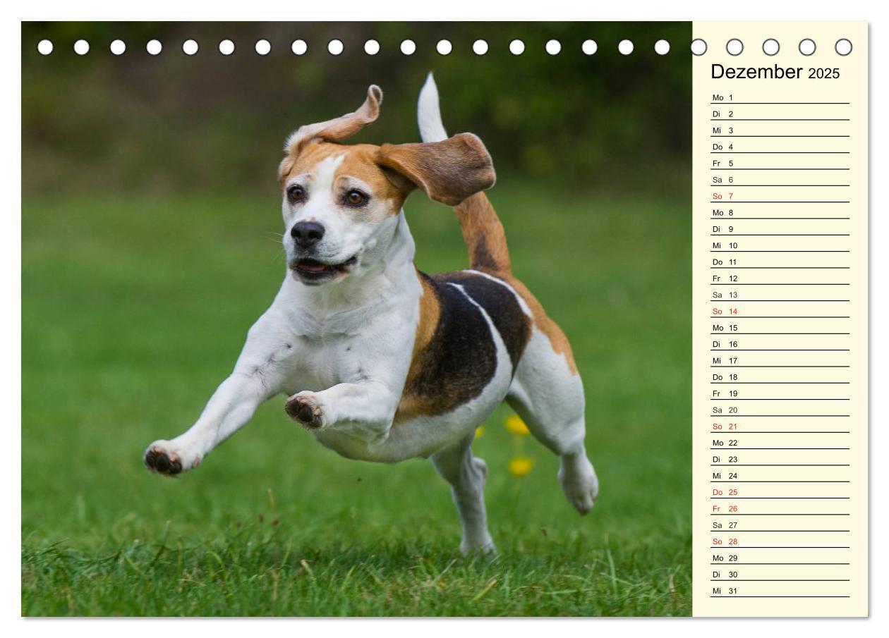 Bild: 9783435540396 | Beagle - Herz auf 4 Pfoten (Tischkalender 2025 DIN A5 quer),...