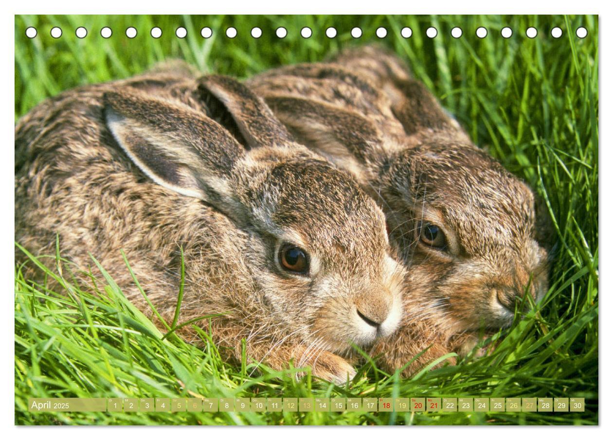 Bild: 9783457183793 | Wald-Kindergarten: Tierkinder im Wald (Tischkalender 2025 DIN A5...