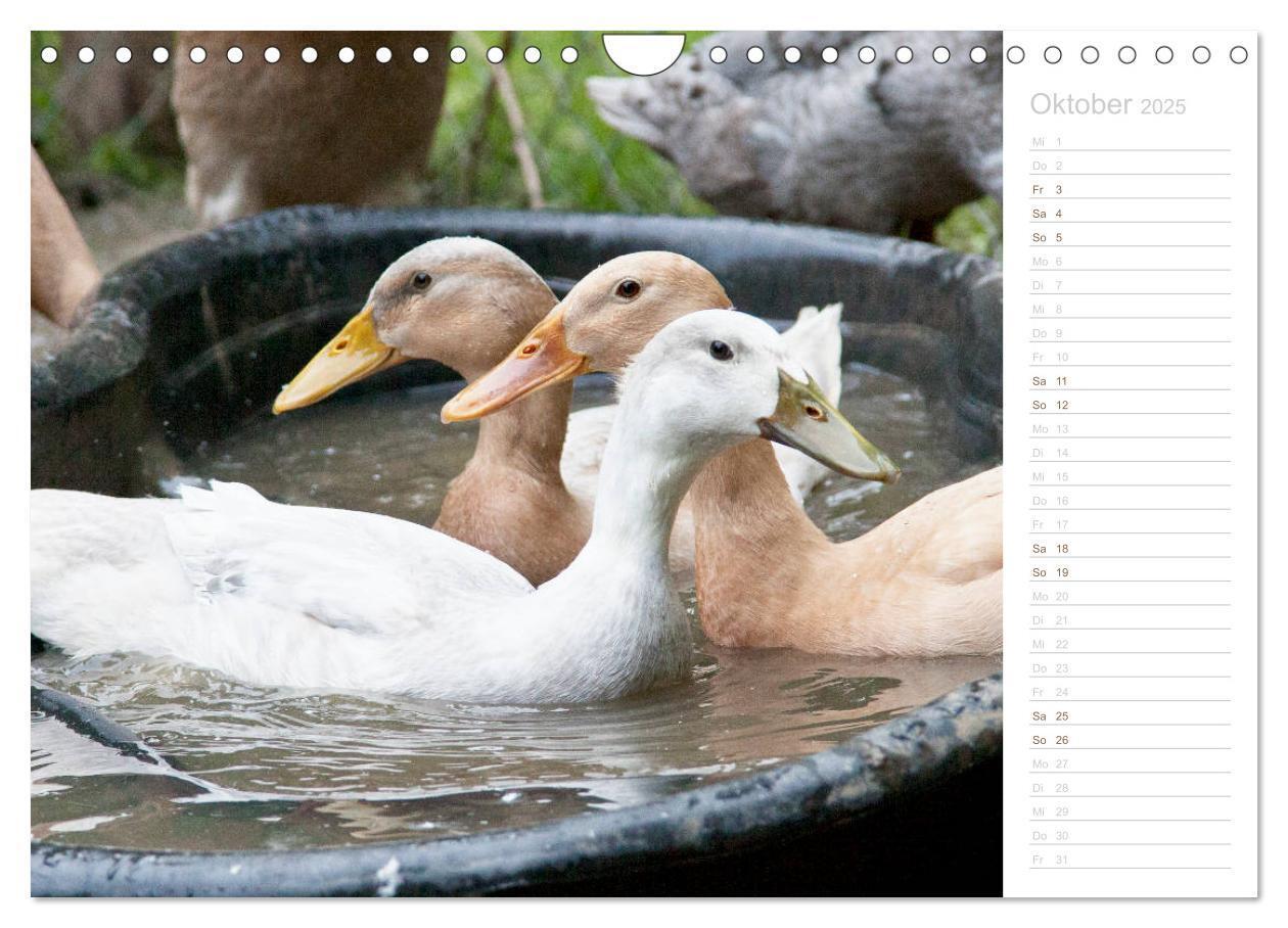 Bild: 9783435300983 | Laufenten - tierisch liebenswerte Zeitgenossen (Wandkalender 2025...