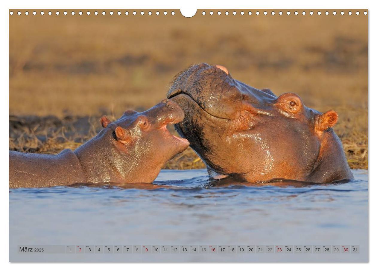 Bild: 9783435764785 | Flusspferde Magie des Augenblicks - Hippos in Afrika (Wandkalender...