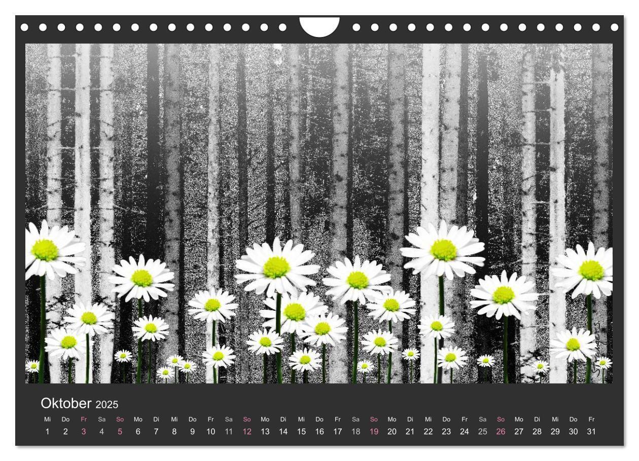 Bild: 9783435649501 | Schwarzwald. Anders. (Wandkalender 2025 DIN A4 quer), CALVENDO...