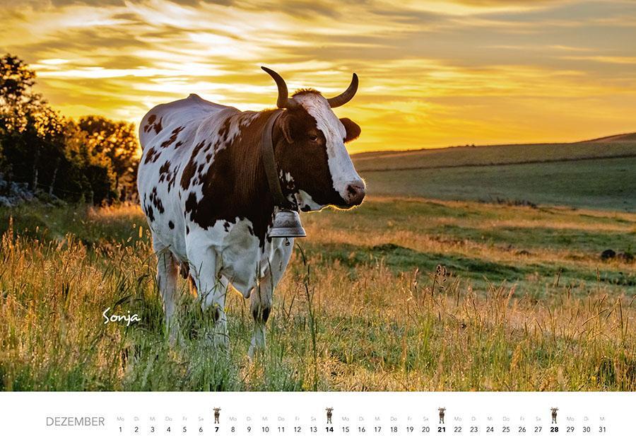 Bild: 9783966648226 | Kühe Kalender 2025 | Der Tierkalender mit den charmanten Namen | 14 S.