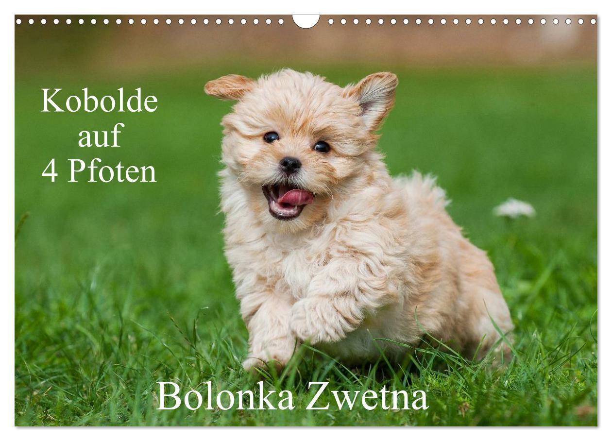 Cover: 9783675583672 | Kobolde auf 4 Pfoten - Bolonka Zwetna (Wandkalender 2024 DIN A3...