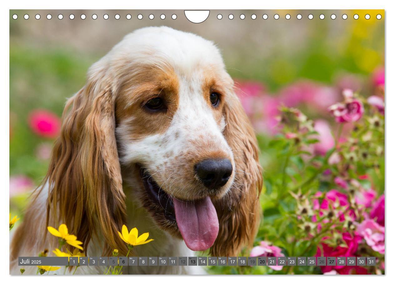 Bild: 9783435447930 | English Cocker Spaniels - Ein Spaziergang im Park (Wandkalender...