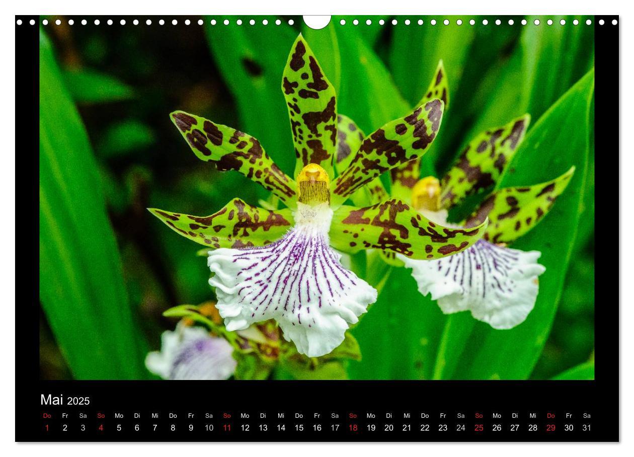 Bild: 9783435598915 | Wunderbare Orchideen (Wandkalender 2025 DIN A3 quer), CALVENDO...