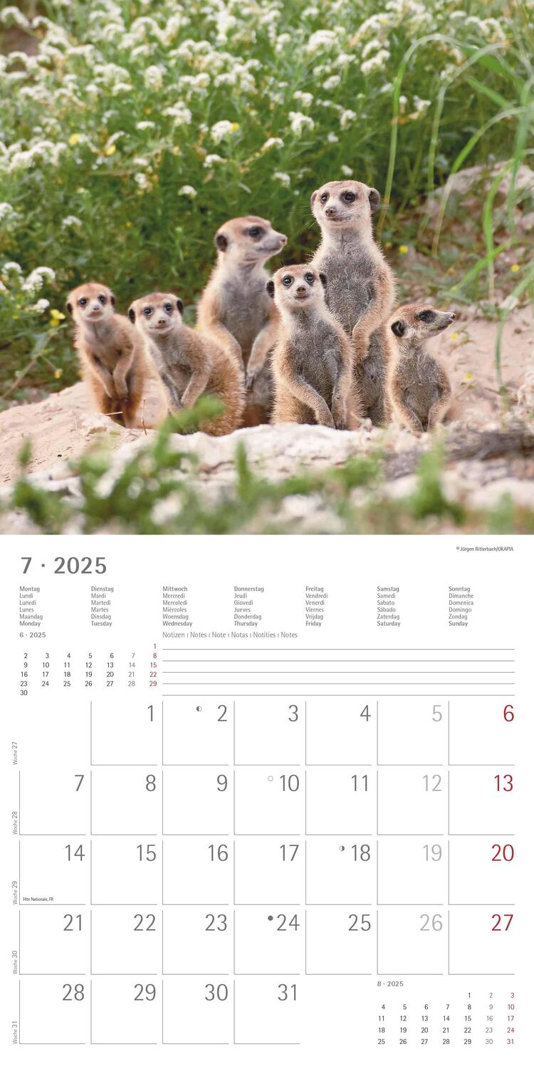 Bild: 4251732340742 | Erdmännchen 2025 - Broschürenkalender 30x30 cm (30x60 geöffnet) -...