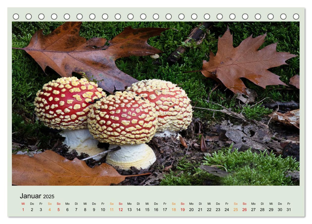 Bild: 9783383921834 | Im Fliegenpilz Rausch (Tischkalender 2025 DIN A5 quer), CALVENDO...