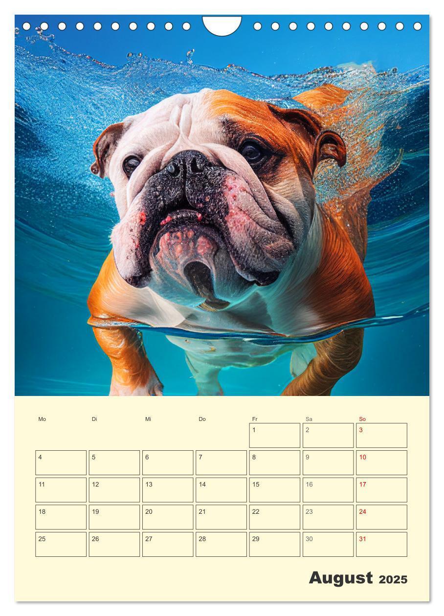 Bild: 9783435871605 | English Bulldogs. Fröhliche Dickköpfe mit Charakter (Wandkalender...