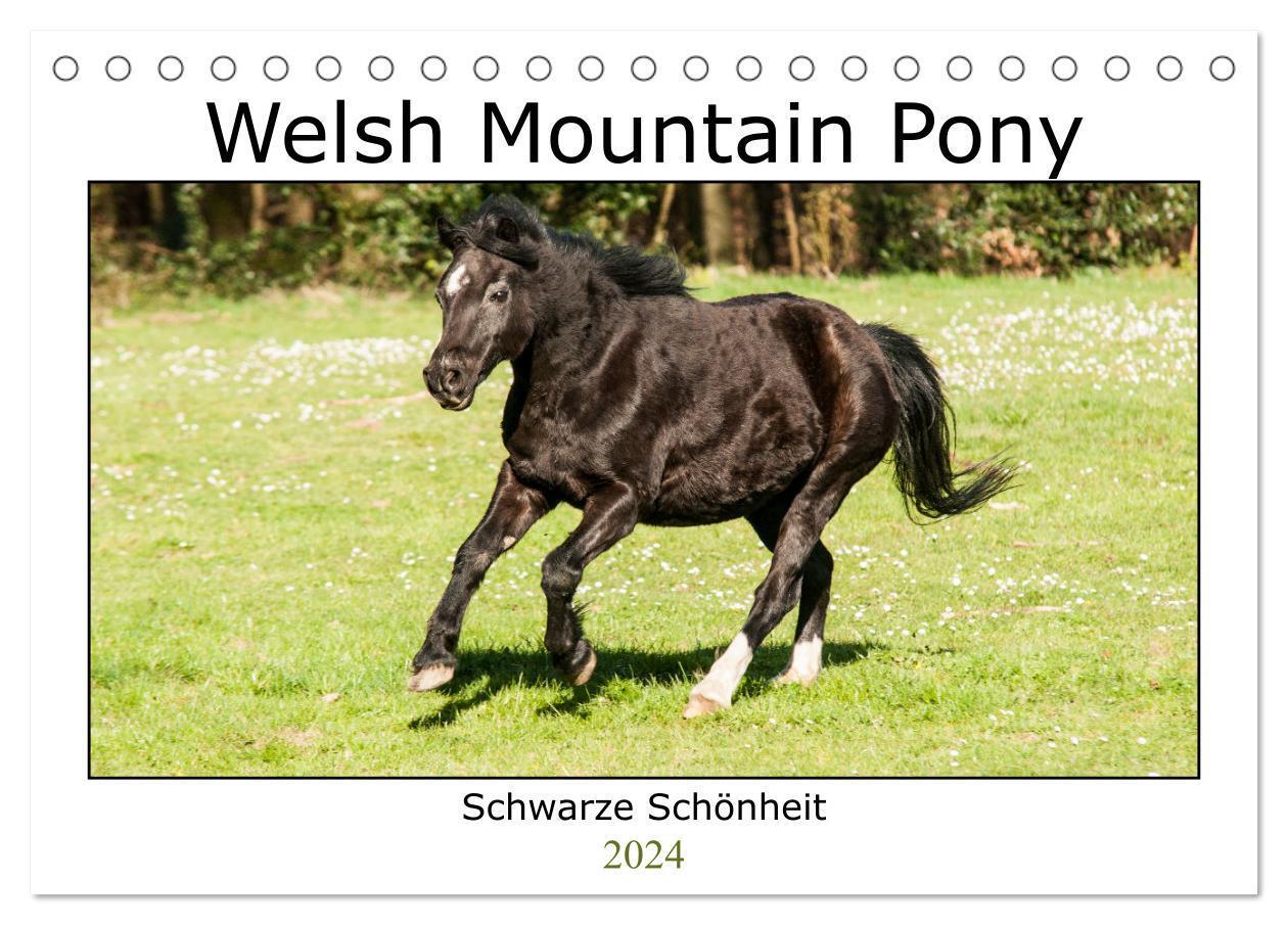Cover: 9783675926547 | Welsh Mountain Pony - Schwarze Schönheit (Tischkalender 2024 DIN A5...
