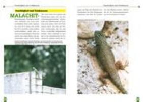 Bild: 9783937285115 | Malachit-Stachelleguane | Der Sceloporus-Malachiticus-Komplex | Buch